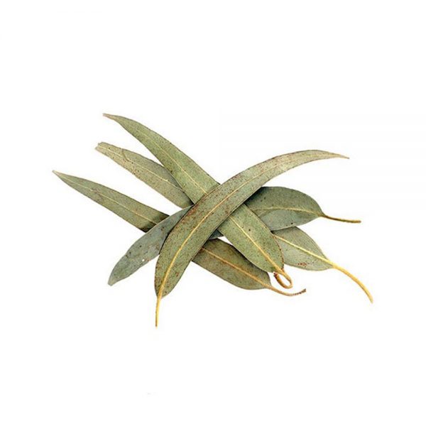 اسانس پودری اکالیپتوس