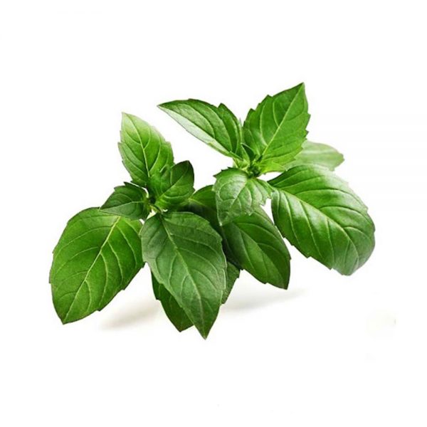 اسانس مایع ریحان