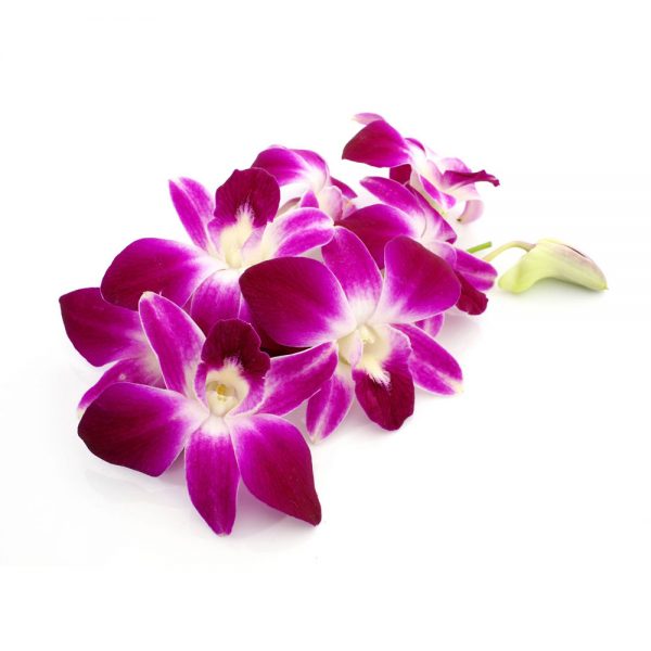 اسانس مایع ارکیده