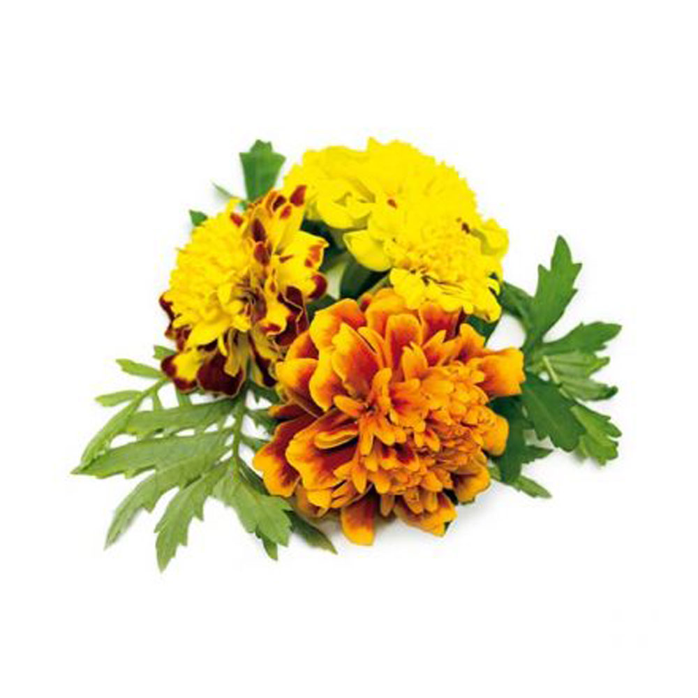 62 اسانس مایع همیشه بهار