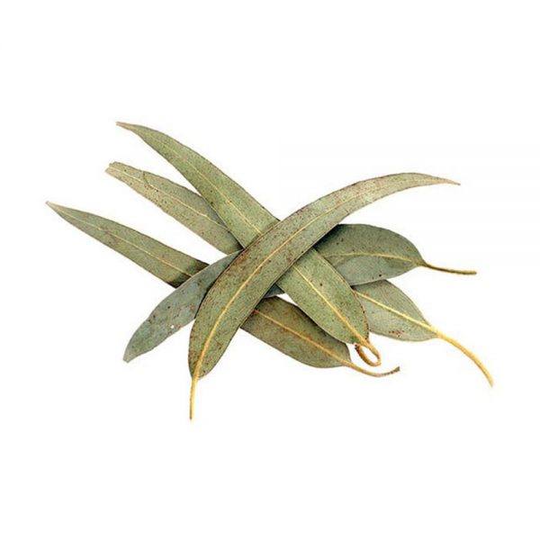 اسانس مایع اکالیپتوس